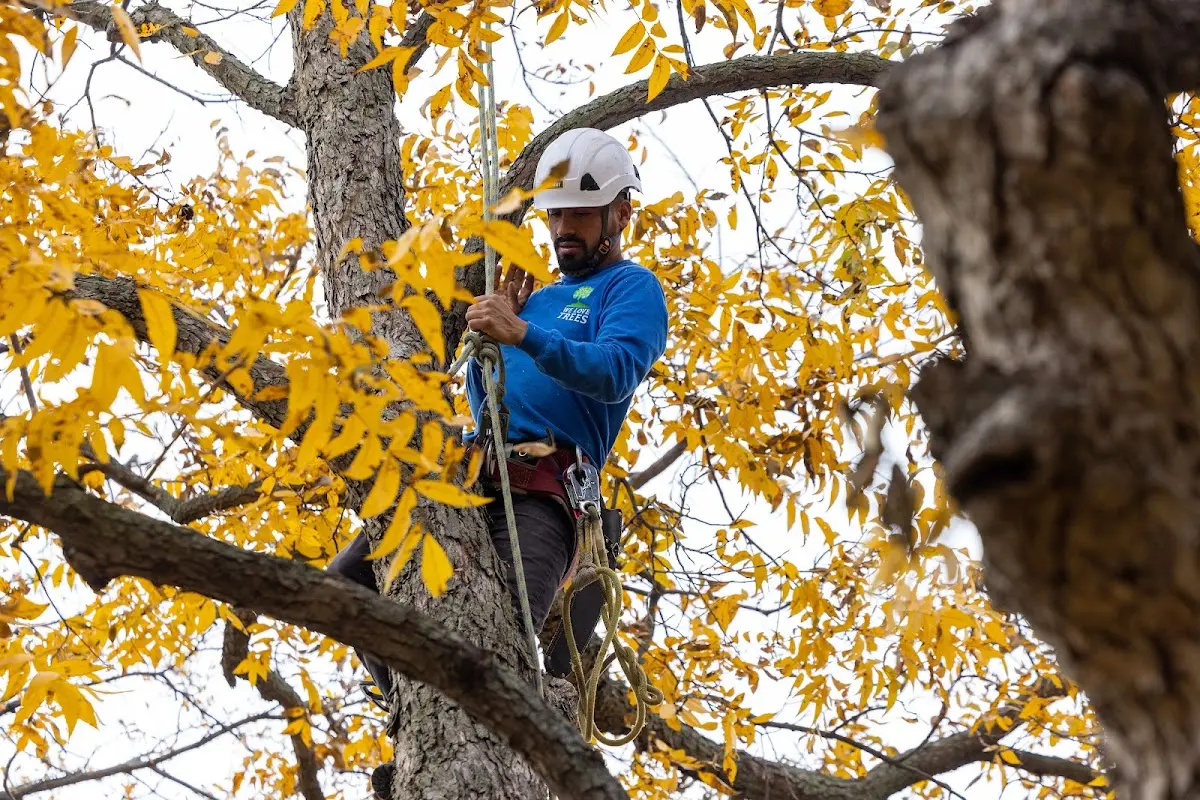 Skilled Tree Transplanting crew working in Grand Ledge